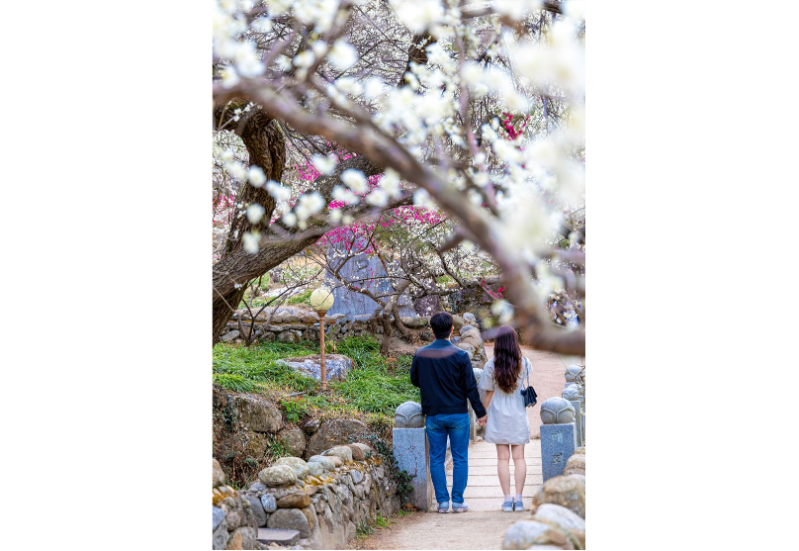 광양 매화 개화시기