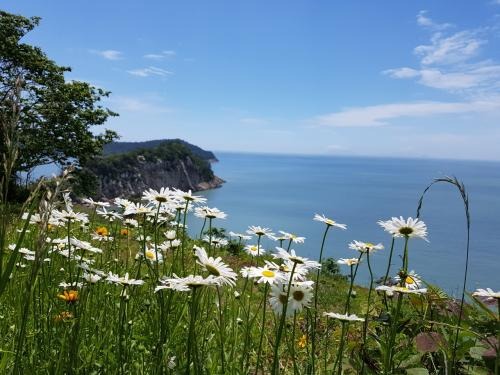 고흥 쑥섬 수국정원