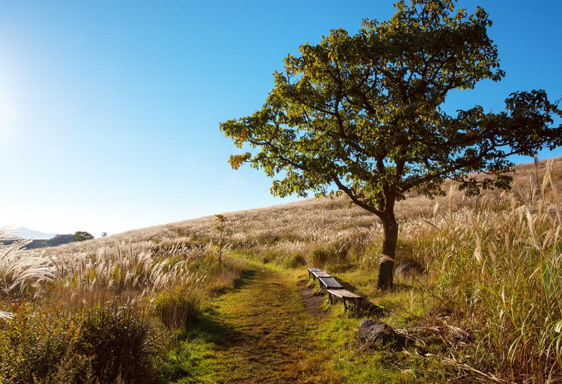 2025 황매산 억새축제 일정
