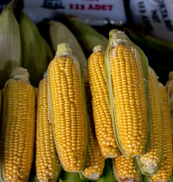 옥수수 효능과 부작용 영양성분 고르는법 칼로리