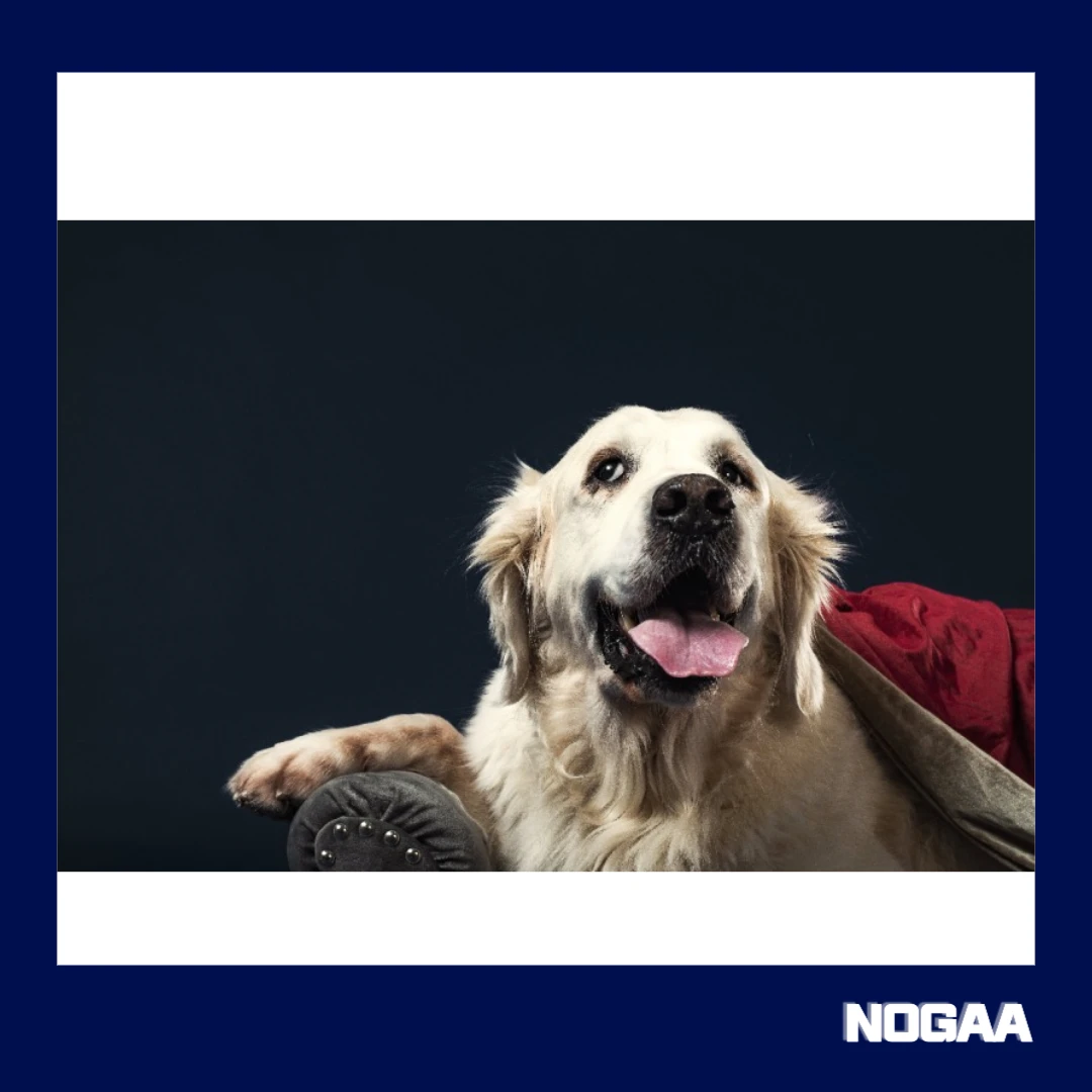 강아지 설사할 때