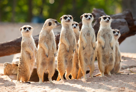 초원의 예술가, 미어캣 (소개, 집단 생활, 공동체)