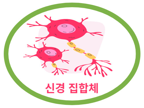 신경-집합체
