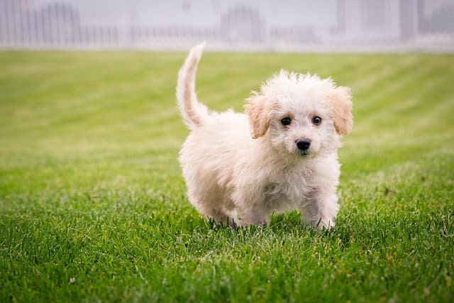 canine atopic dermatitis