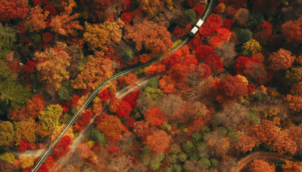 경기도 단풍 명소 화담숲 모노레일과 단풍 풍경