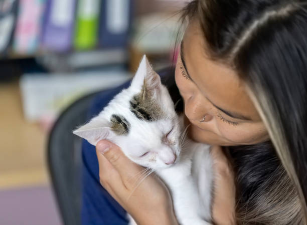 고양이 결막염 치료 방법