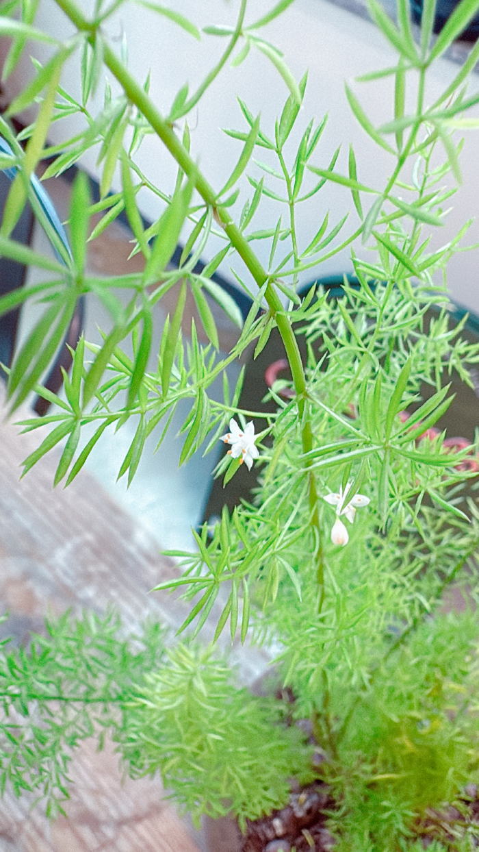 아스파라거스-메이리-개화시기-작은-꽃