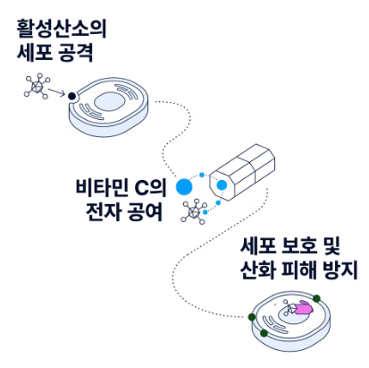 비타민 c 효능
