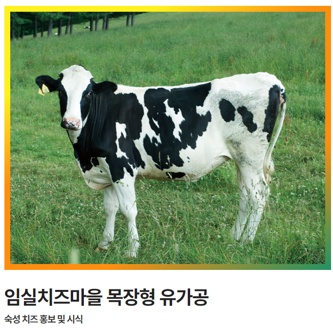 임실N치즈축제제전위원회-주관 홈페이지-내용으로-숙성치즈-홍보에-쓰이는-젖소의-모습이-있는 -사진