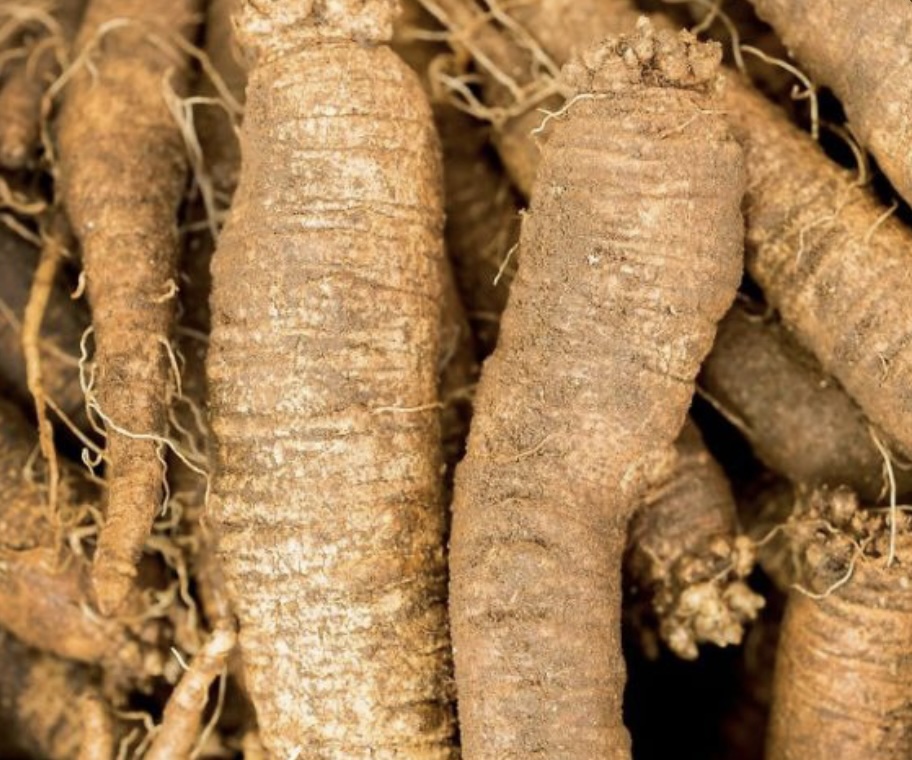 더덕 주 효능 및 술담그는 방법