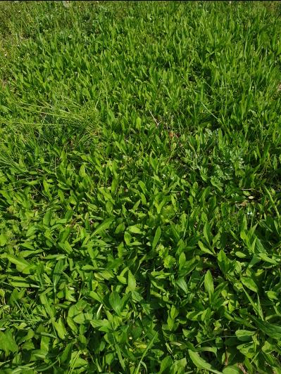 Wild yomena growing – known for its anti-inflammatory and liver-supporting benefits
(들판에 자란 야생 쑥부쟁이 –쑥부쟁이 효능 -항염 및 간 건강에 좋은 것으로 알려짐)