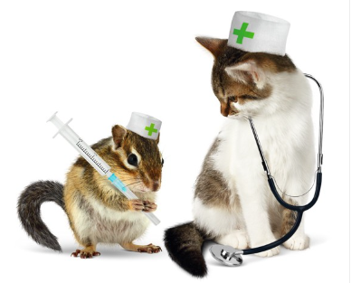 고양이 꼬리를 보는 다람쥐.