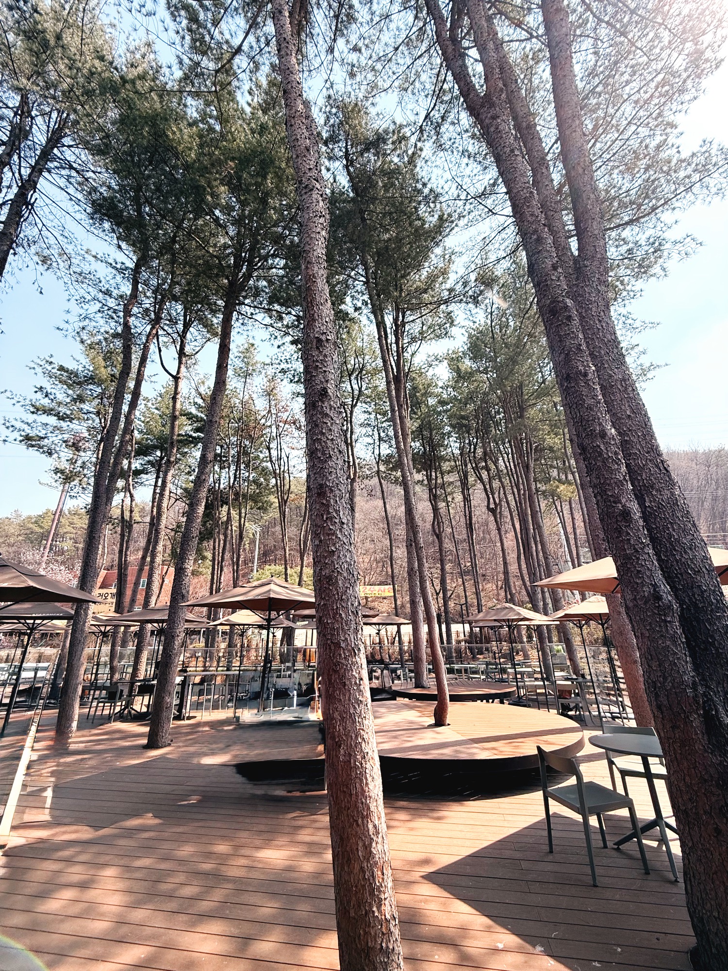 스타벅스 용인 수지 고기동유원지점 야외 키큰 나무들이 많은 테이블좌석 이미지