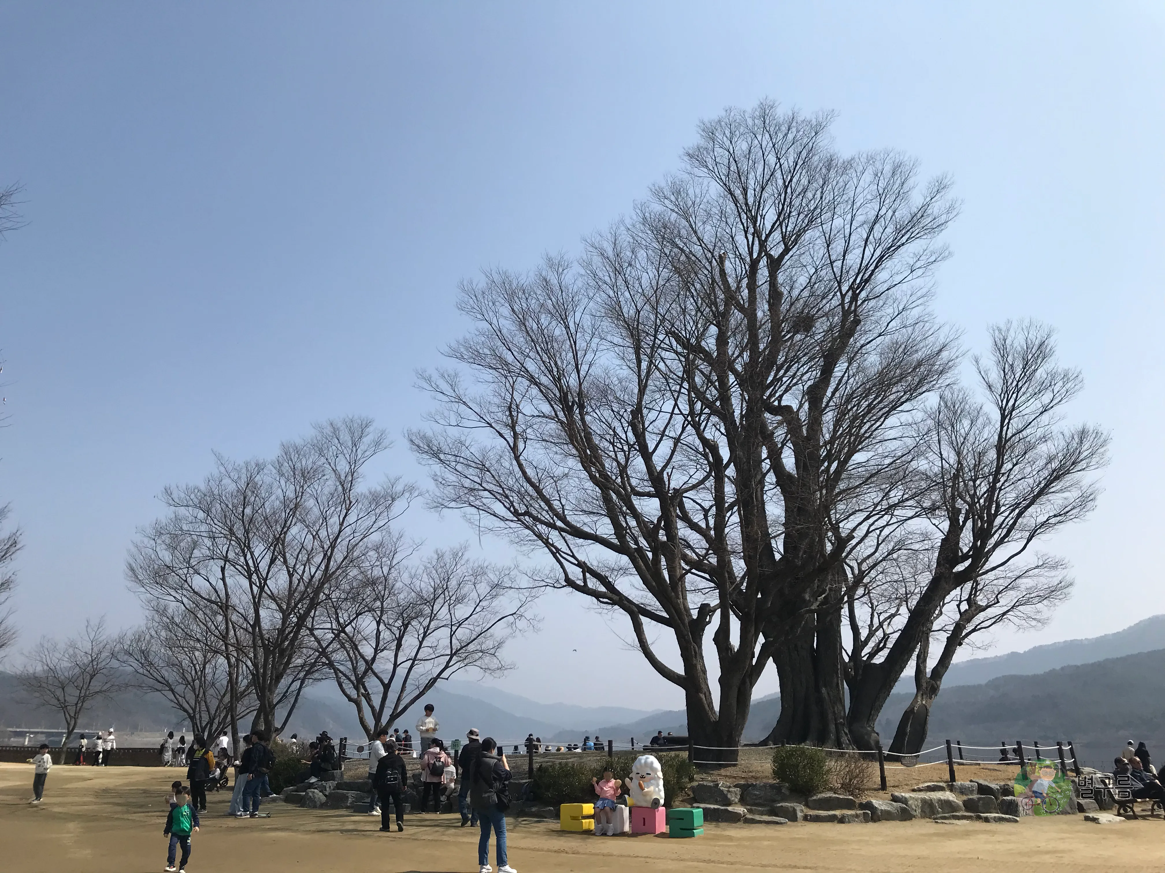 두물머리-느티나무-웅장하게-서있다