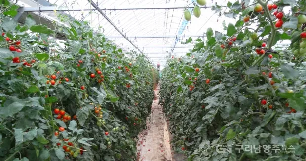 방울토마토 재배 화분 키우기 적심 유인 당도 관리_5