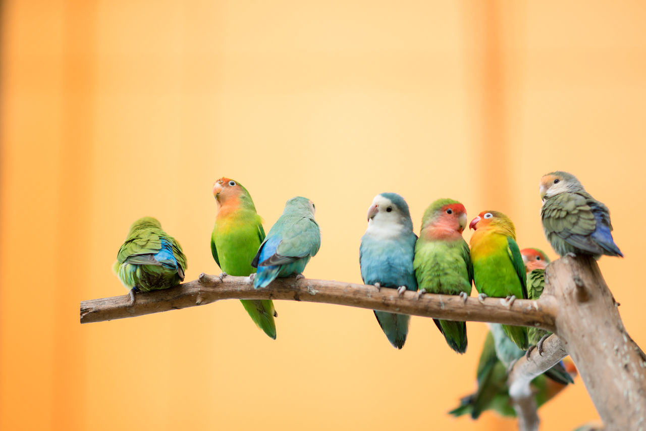 한림공원 부겐빌레아 축제