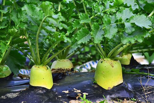 8월 파종작물 무