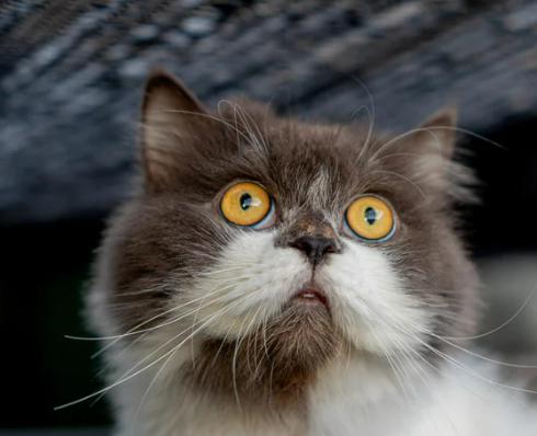 먼치킨 유전병 특징 성격 짧은 다리 이유 입양 전 필독