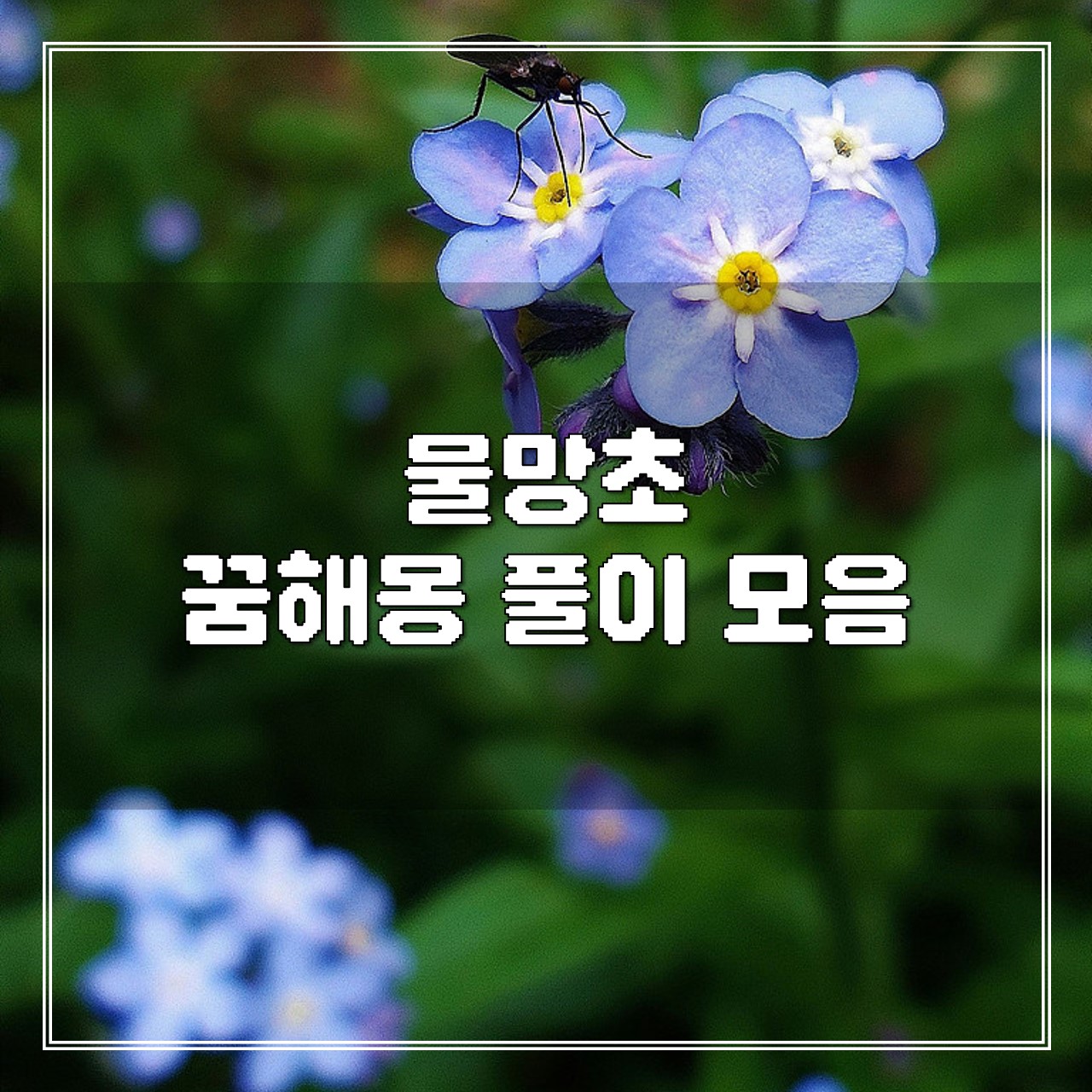 물망초 꿈, 꿈해몽 풀이 모음 썸네일