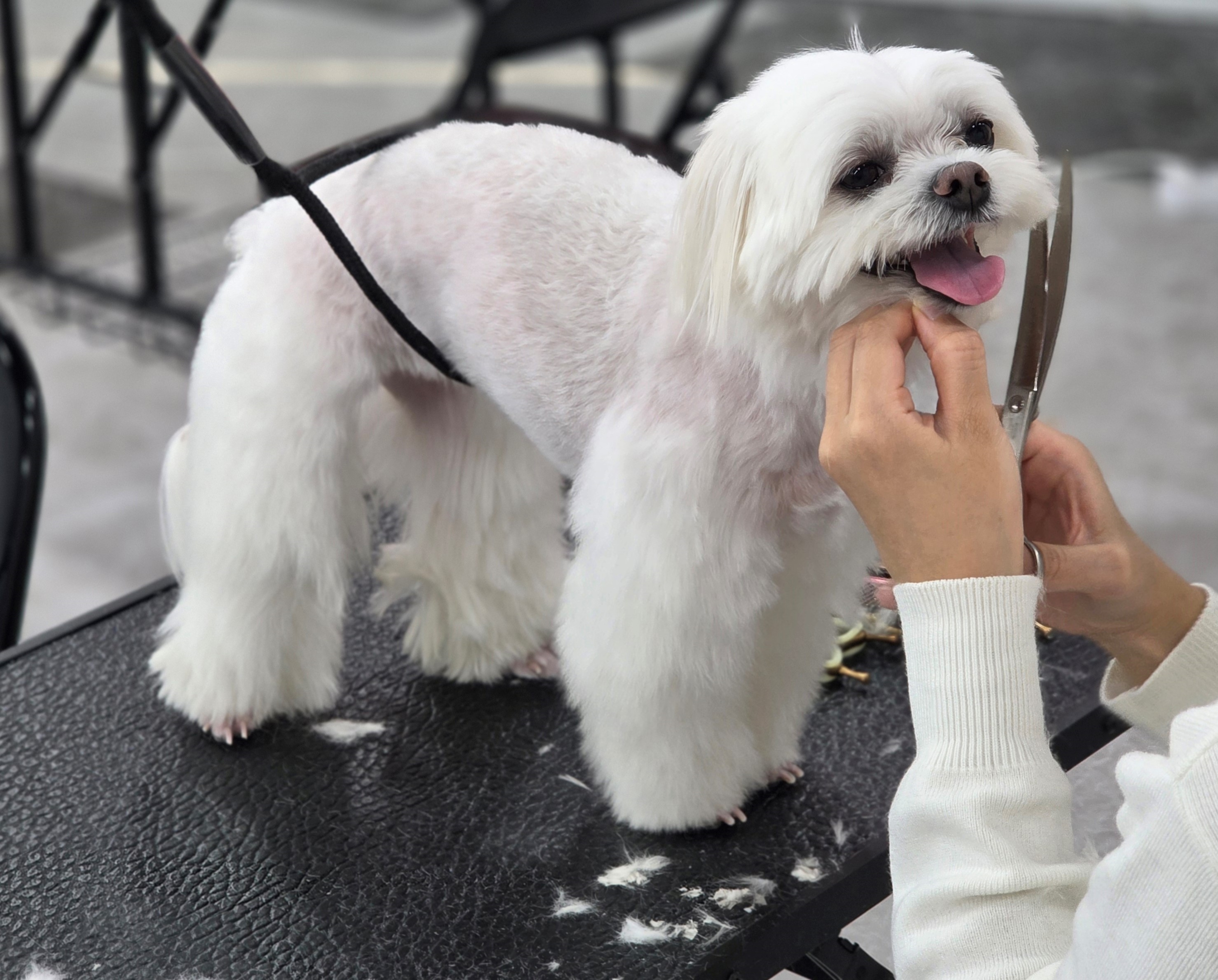 당진애견미용학원