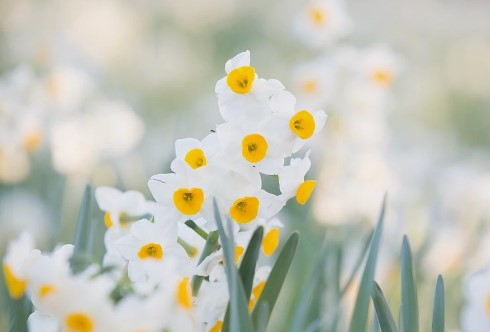 제주 한림공원 수선화 축제가 23년 1월 21일부터 2월 19일까지 제12회 수선화축제를 개최합니다. 1월부터 12월까지 365일 꽃을 관람할 수 있고 테마 별로 공간도 있어서 볼 거리가 많습니다.