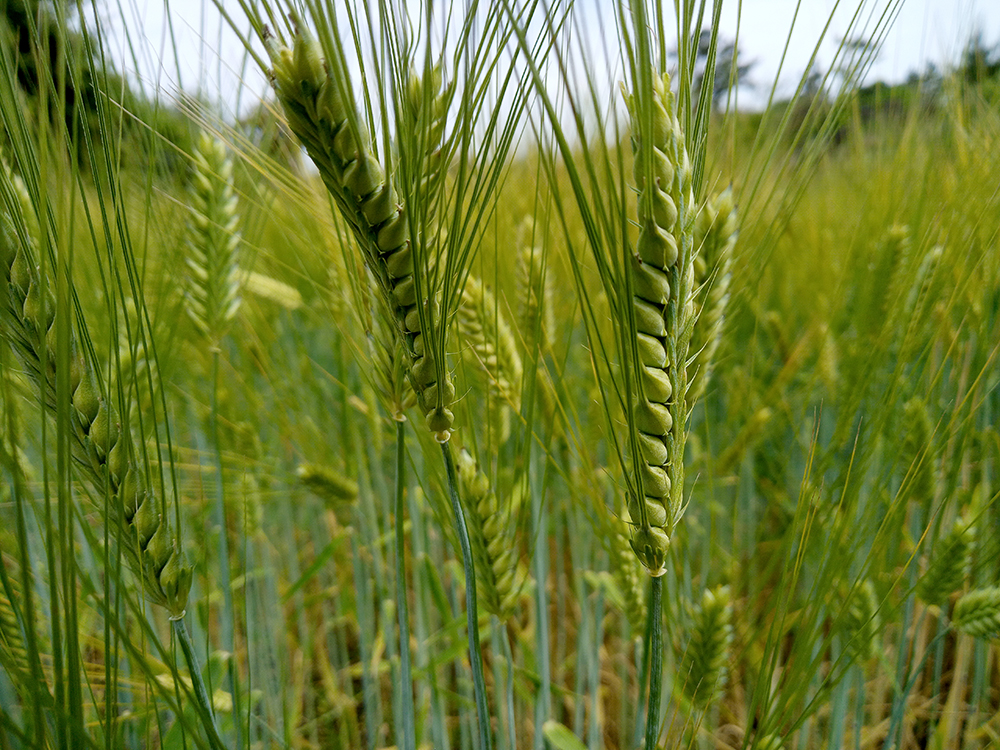 올레13코스: 청보리