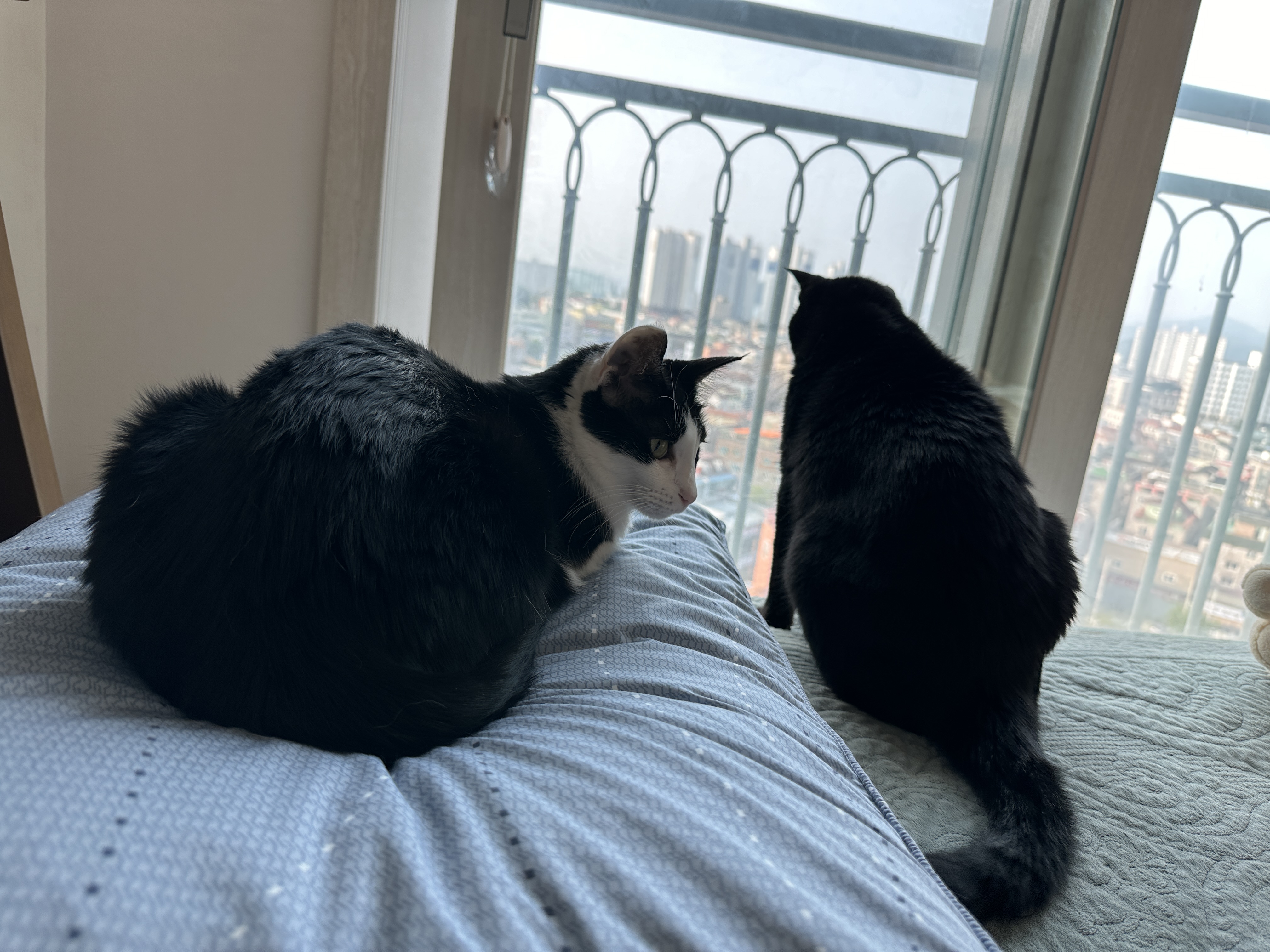 창밖을_주시중인_올블랙고양이_건이와_베개_위에_있는_두리