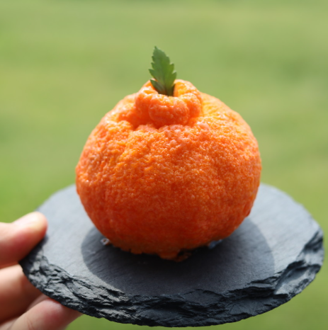 오늘N 제주 산방산 카페 한라봉케이크 조약돌케이크 딸기케이크 크루아상 한라봉에이드 대한민국 보물정원 제주 서귀포시 소색채본