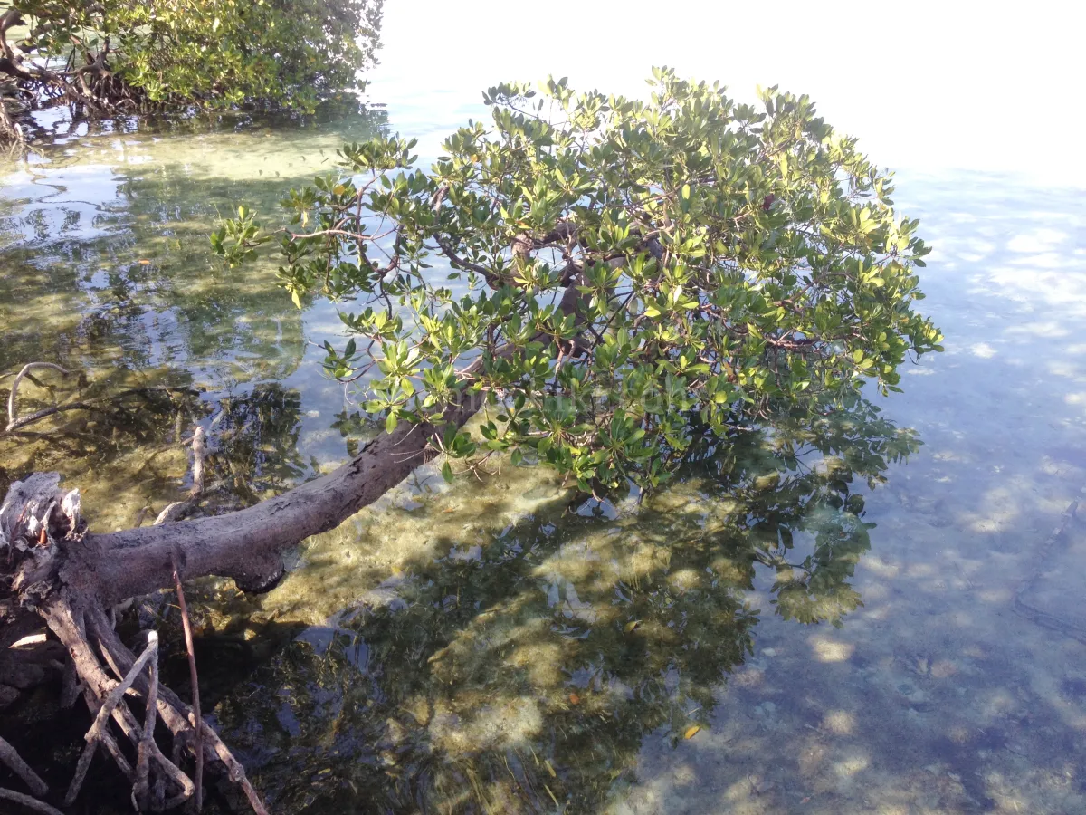 팔라완-도스팔마스-리조트-맹그로브