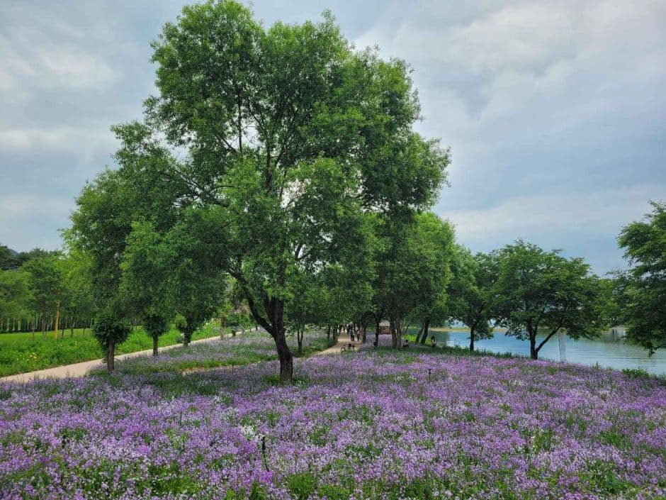 [5월~6월 축제]2025 자라섬 꽃 페스타❘기간, 일정, 체험 및 프로그램, 전기차 운행 안내