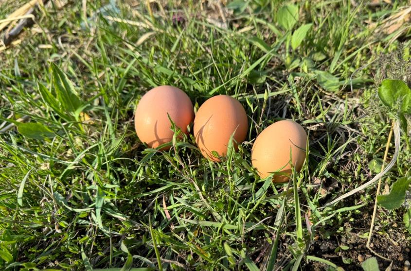 동네한바퀴 유정란 1등급 달걀 3개