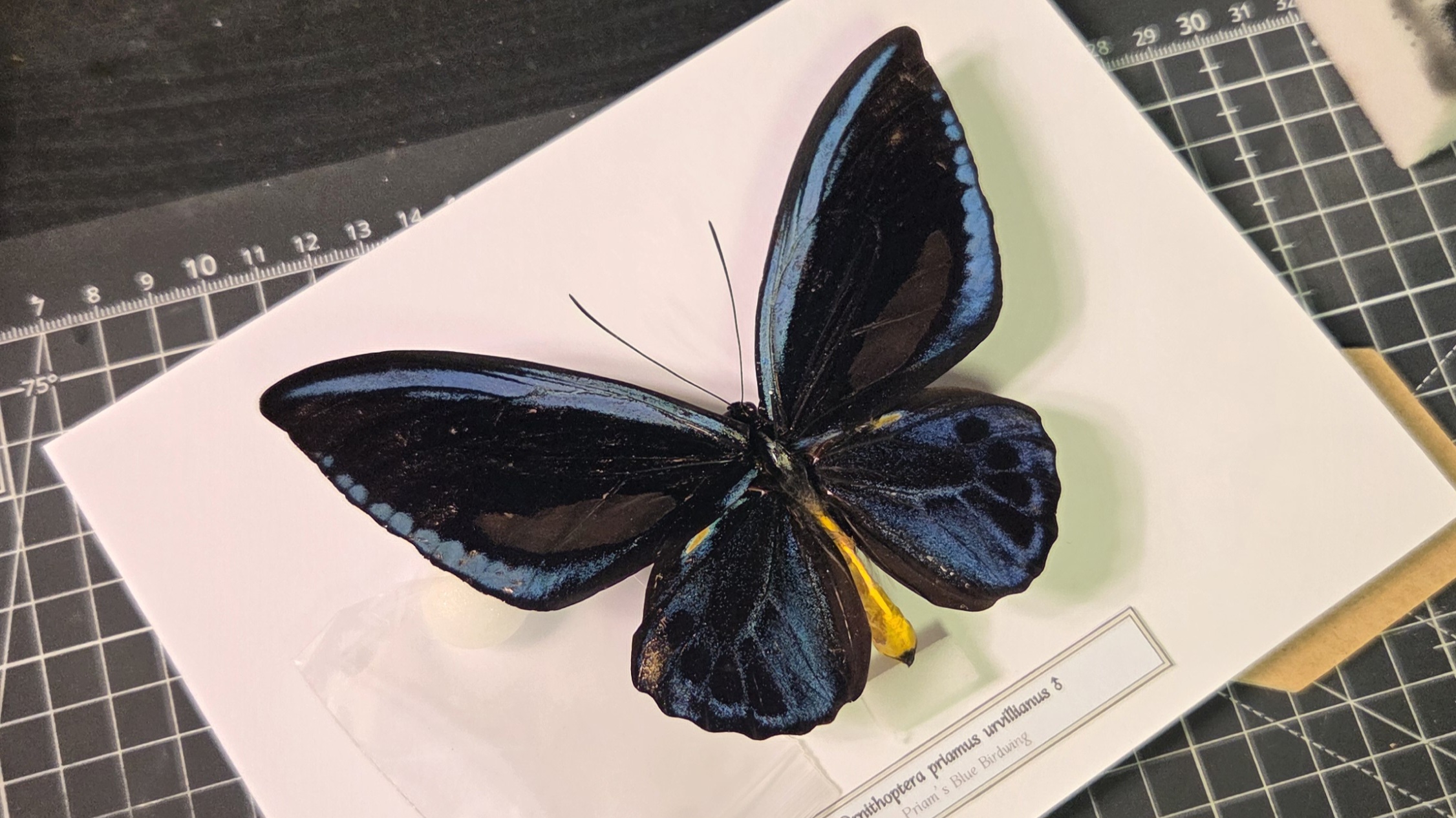 버드윙 나비 표본 사진