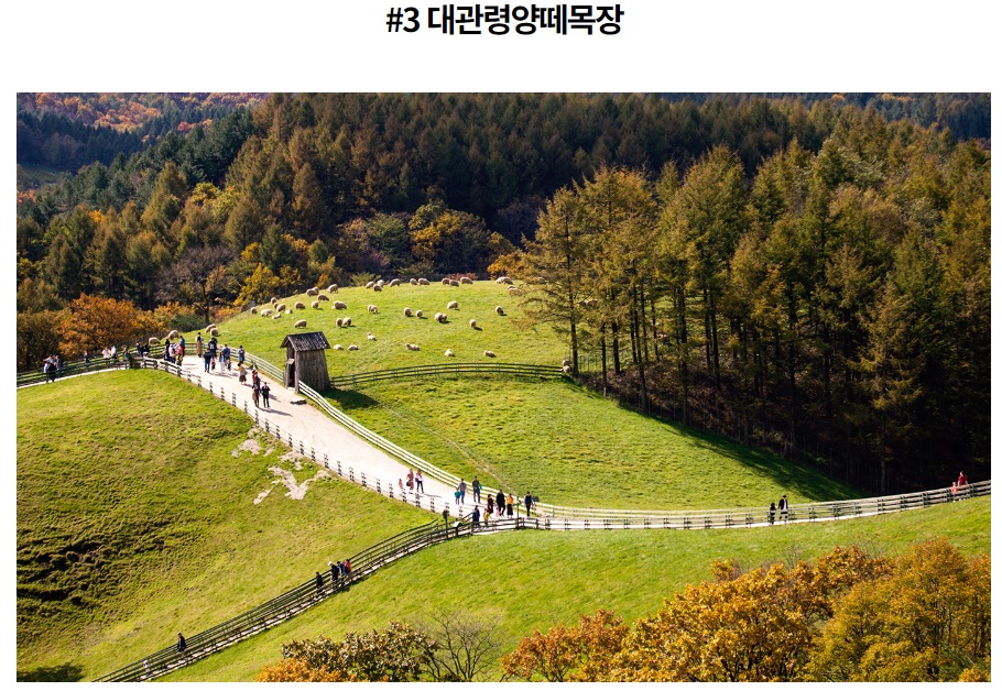 대관령눈꽃축제