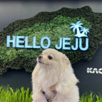 제주 반려견과 함께 가기 좋은 펫프렌들리 숙소 리스트_25