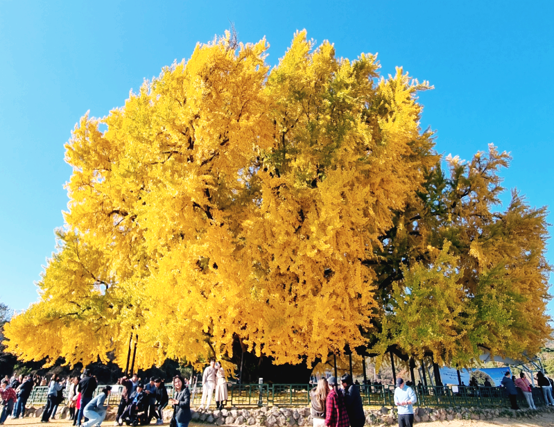 원주 반계리 은행나무