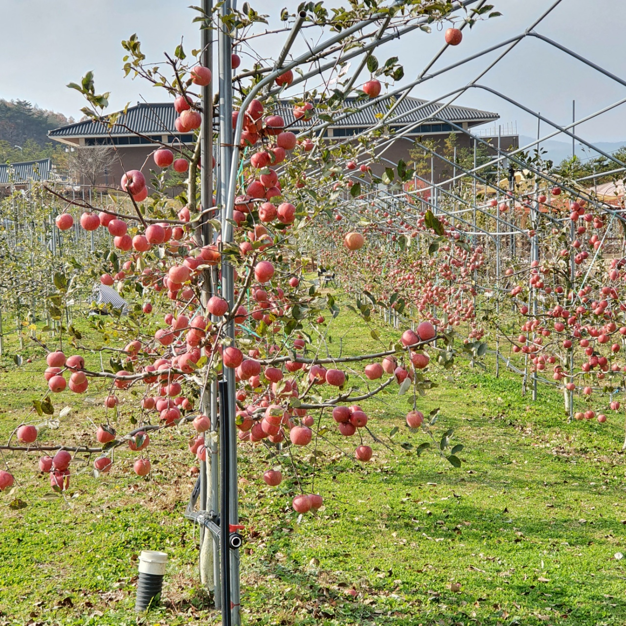 청송하이크린사과