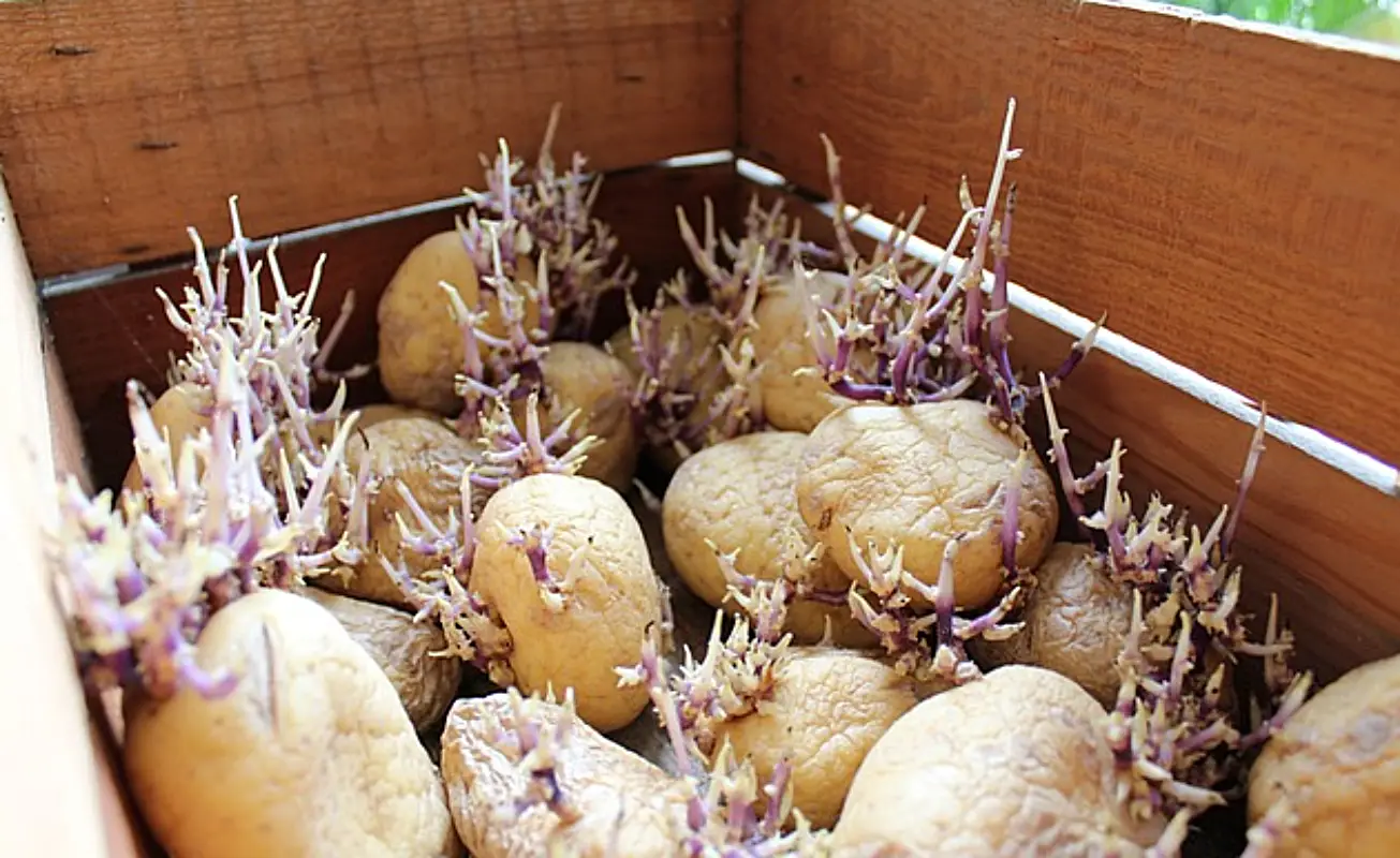 감자 냉동보관법