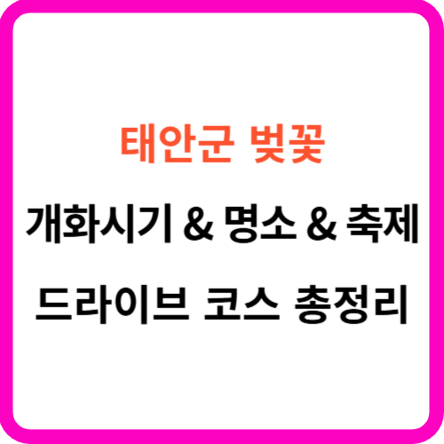 태안 벚꽃 개화시기 축제 명소 드라이브 코스 가이드