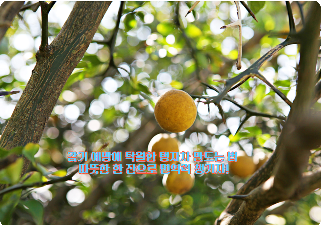 감기 예방에 탁월한 탱자차 만드는 법: 따뜻한 한 잔으로 면역력 챙기자!