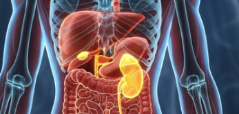 오른쪽 등 부분에 위치한 장기