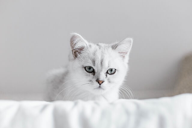 고양이 꿈 병원