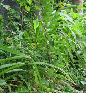 공심채 효능 부작용 고르는법 칼로리 다연채 모닝글로리