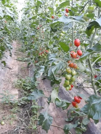 방울토마토 재배 화분 키우기 적심 유인 당도 관리_6