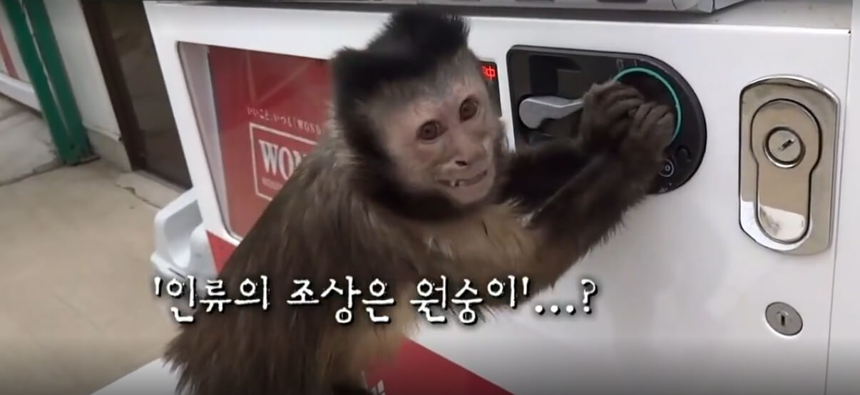 원숭이