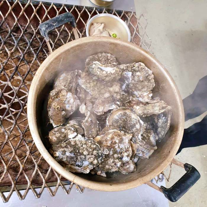 생방송오늘저녁 섬진강 하동 벚굴 구이 강굴 벚굴찜 벚굴전 벚굴죽 재첩국 재첩회무침 맛집 추천