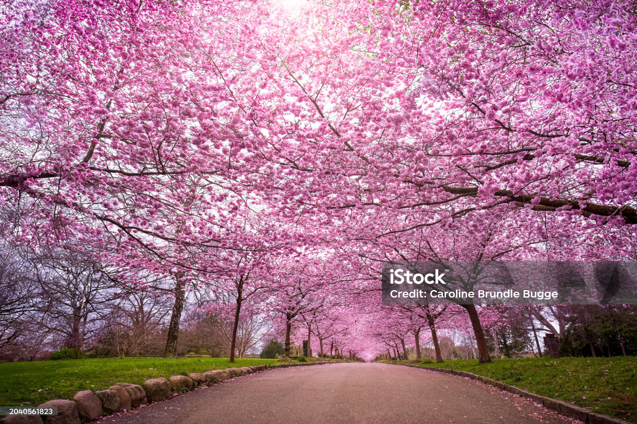 2025년 벚꽃 구경을 위한 인기 명소 강력추천 10곳 이미지