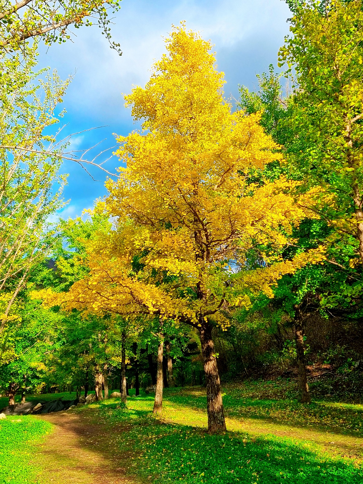 강원도 홍천 은행나무숲 방문 후기(10.23.): 단풍 확인 팁, 먹거리, 숙박