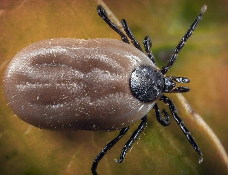 강아지 진드기 물렸을 때
