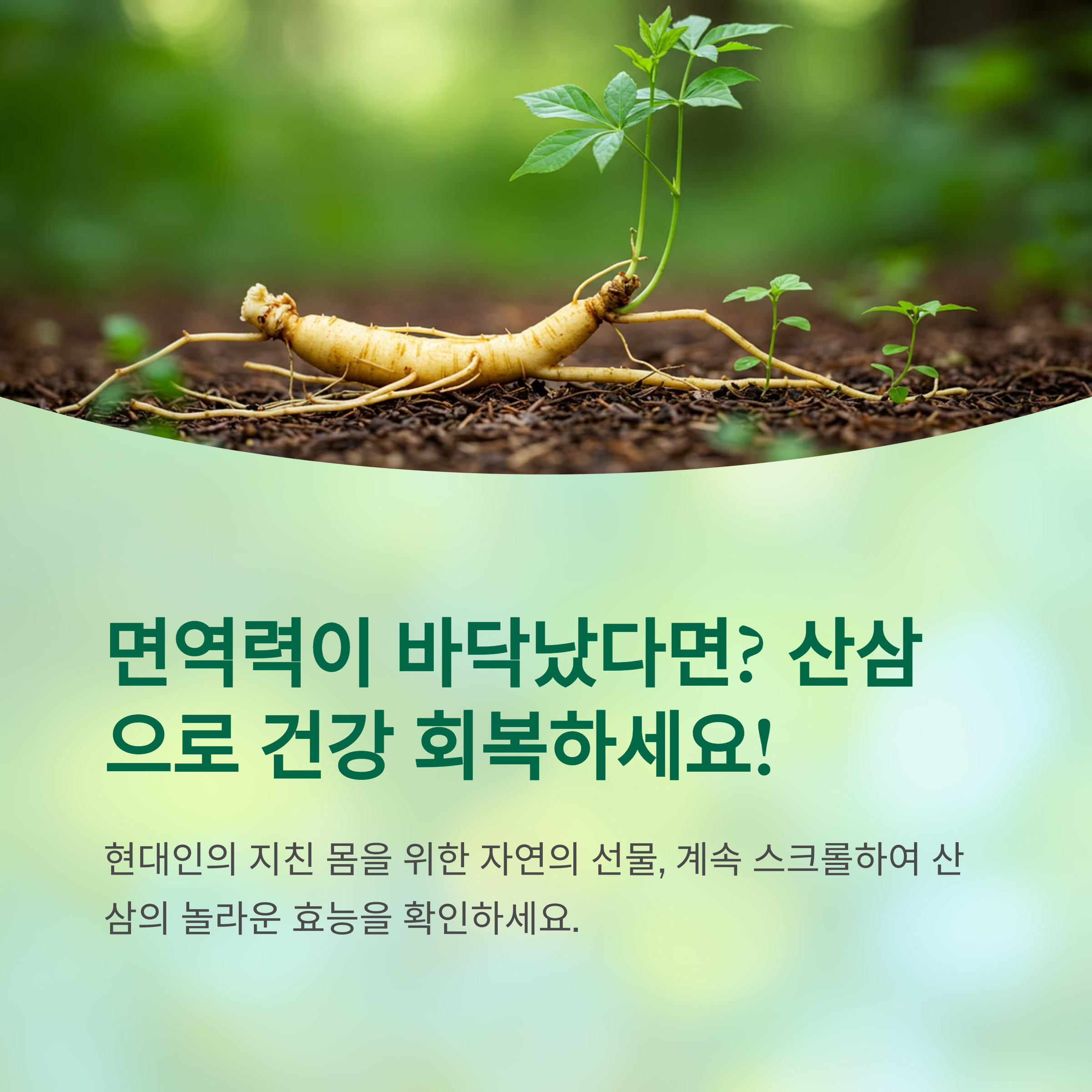 면역력 바닥났다면? 산삼이 답이