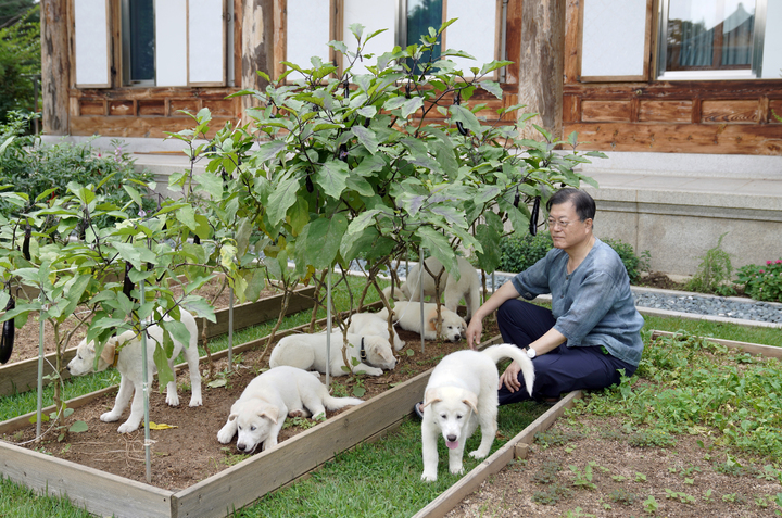 문재인 풍산개 파양